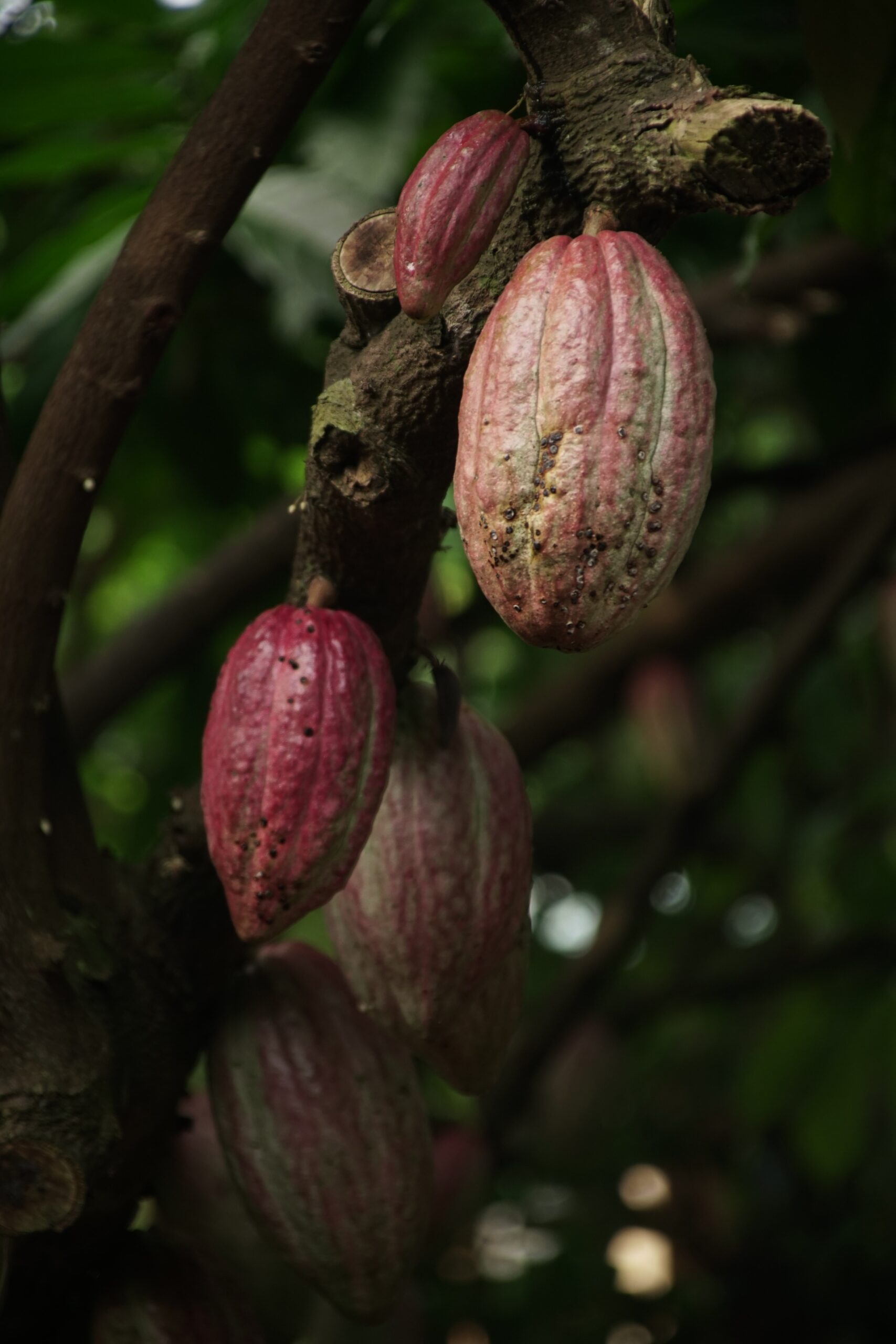 cacao vrucht met cacaobonen